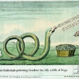 1782-amerikanische-Klapperschlange-präsentiert-seinen-Verbündeten-mit-einem-Froschgericht